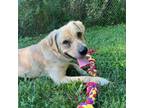 Adopt Zari a Yellow Labrador Retriever