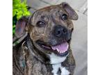 Adopt BARNABUS a Pit Bull Terrier, Mixed Breed