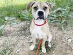 Adopt GRITS a Boxer, Pit Bull Terrier