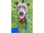 Adopt Stewie a Pit Bull Terrier, Hound