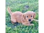 Golden Retriever Puppy for sale in Caney, KS, USA