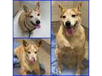 Adopt EASY a Australian Cattle Dog / Blue Heeler