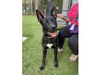 Adopt Checker a German Shepherd Dog, Labrador Retriever