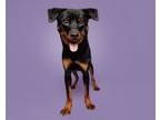 Adopt Tweedle a Mixed Breed