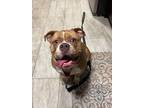 Adopt Murray a Mixed Breed