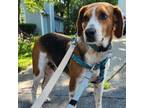 Adopt Muddle a Hound