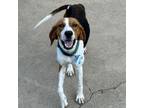 Adopt Mykonos a Foxhound