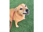 Adopt DJ a Beagle, Mixed Breed