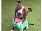 Adopt KEENAN a American Staffordshire Terrier, Mixed Breed