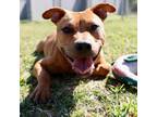 Adopt A483145 a Pit Bull Terrier, Mixed Breed