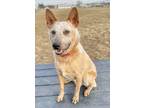 Adopt Cody a Cattle Dog, Mixed Breed