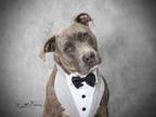 Adopt KANE a Pit Bull Terrier, Mixed Breed