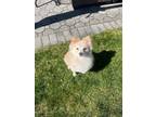 Adopt Rocky - Adoption Pending a Pomeranian