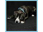 Adopt Eddie a Pit Bull Terrier, Labrador Retriever