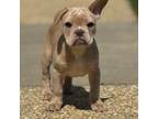 French Bulldog Puppy for sale in Eatontown, NJ, USA