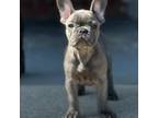 French Bulldog Puppy for sale in Eatontown, NJ, USA