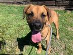 Adopt KIWI a Labrador Retriever, Boxer