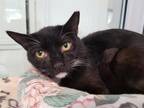 Adopt GREG a Domestic Short Hair