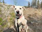 Adopt Smokey a Pit Bull Terrier, Labrador Retriever