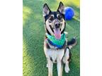 Adopt ZORRO a German Shepherd Dog