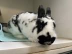 Adopt Oreo Hops a Bunny Rabbit