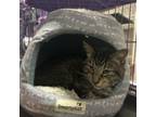 Adopt Charlie a Domestic Short Hair