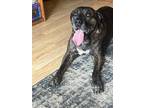 Adopt OLIVER a American Bully