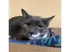 Adopt Alex a Domestic Short Hair