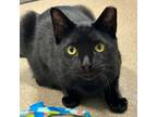 Adopt Chestnut a Domestic Short Hair