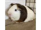 Adopt Chestnut a Guinea Pig