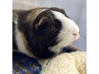 Adopt Smore a Guinea Pig