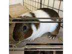 Adopt Walnut a Guinea Pig