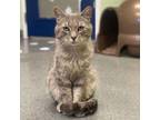 Adopt Hudson a Domestic Short Hair