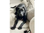 Adopt Nash a Labrador Retriever, Great Dane