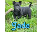 Adopt Jade a Schipperke, Pit Bull Terrier