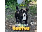 Adopt Cactus a Schipperke, Pit Bull Terrier