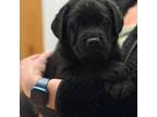 Labrador Retriever Puppy for sale in Parkersburg, WV, USA