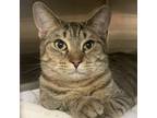 Adopt Ferrari a Domestic Short Hair