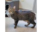 Adopt Ambrose a Domestic Short Hair