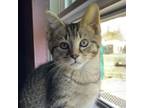 Adopt Frond a Domestic Short Hair