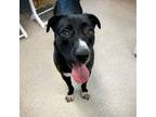 Adopt Taco a Black Labrador Retriever, Mixed Breed