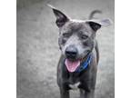 Adopt Bruce (mcas) a Pit Bull Terrier