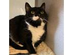 Adopt Sebastian a Domestic Short Hair