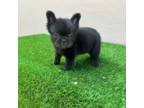 French Bulldog Puppy for sale in Prescott, AZ, USA