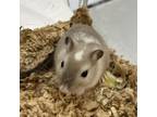 Adopt Robin a Gerbil