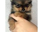 Pomeranian Puppy for sale in Lakeland, FL, USA
