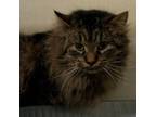 Adopt Ares a Domestic Long Hair