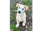 Adopt Golden a Great Dane, Anatolian Shepherd