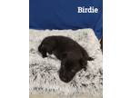 Adopt Birdie a German Shepherd Dog