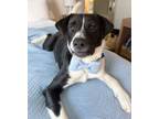 Adopt Comet $25 a Labrador Retriever, Mixed Breed